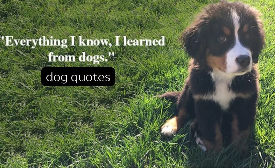 dog quotes